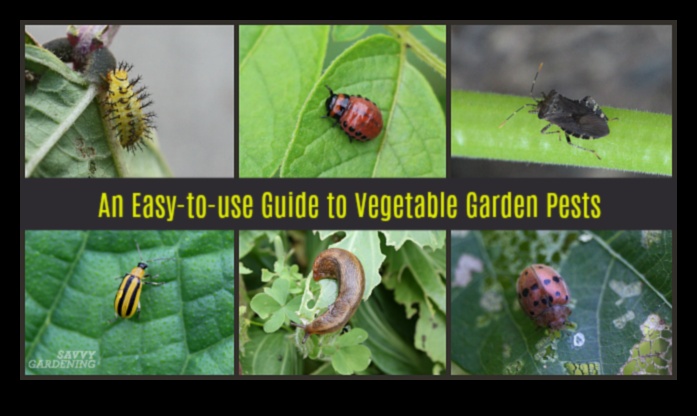 Battles in Bloom: Tackling Troublesome Garden Pests