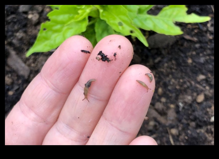 Battles in Bloom: Tackling Troublesome Garden Pests