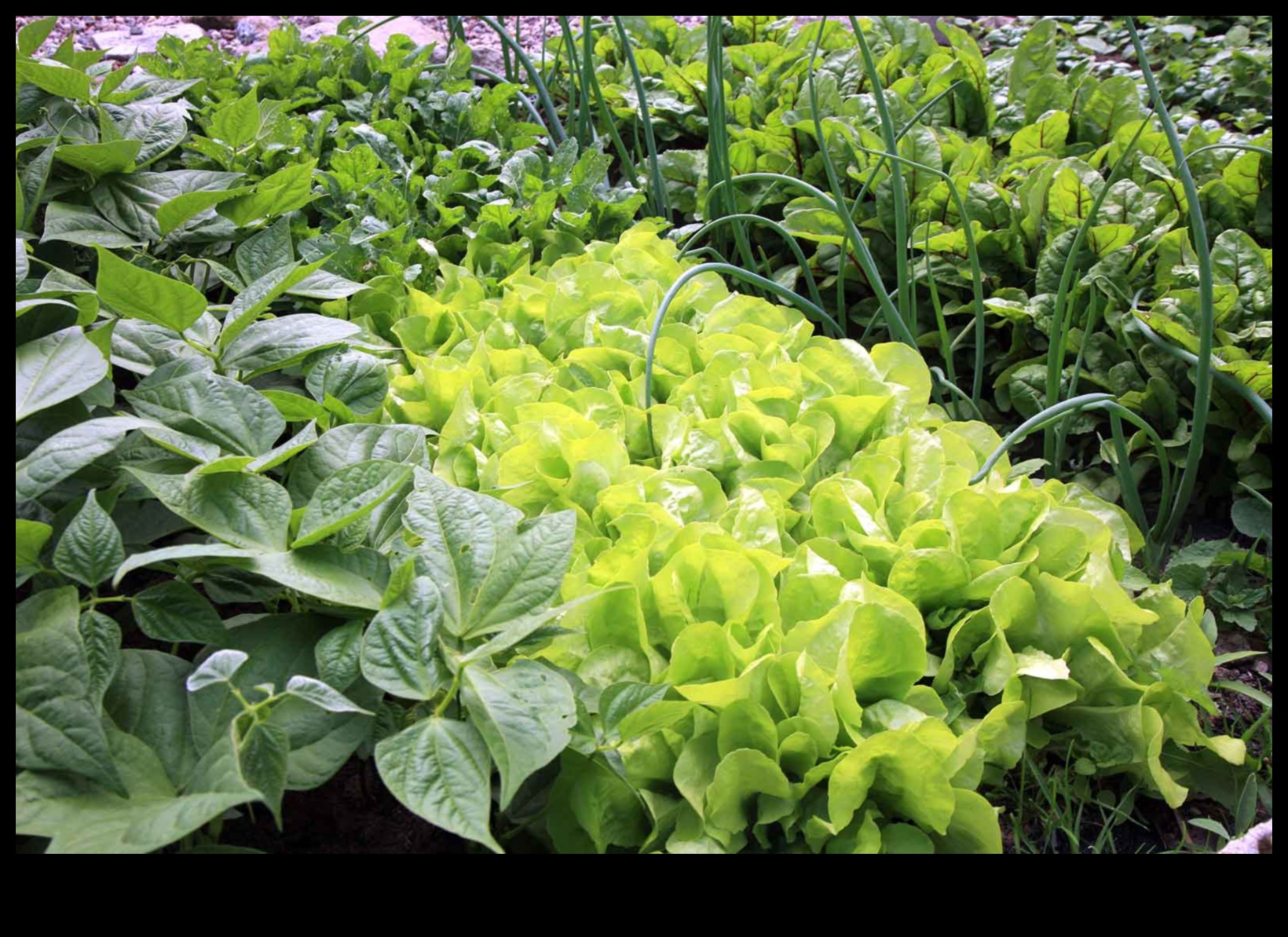 Βοτανικοί δεσμοί Πώς να μεγαλώσετε πιο δυνατά φυτά με το Companion Planting 4 Botanical Bonds: Secrets of Successful Companion Planting