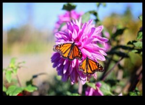 Garden Warriors: Tactics for a Pest Resistant Sanctuary