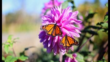 Garden Warriors: Tactics for a Pest Resistant Sanctuary