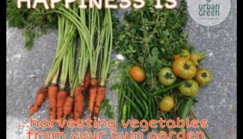 Harvest of Happiness: Essential Steps for Garden Success