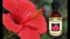 Έγχυμα λουλουδιών: Αιχμαλωτίζοντας την ουσία του φρέσκου τσαγιού ιβίσκου