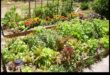Botanical Bonds: Secrets of Successful Companion Planting