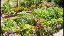 Botanical Bonds: Secrets of Successful Companion Planting