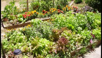 Botanical Bonds: Secrets of Successful Companion Planting
