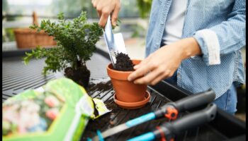 Prune and Bloom: Εργαλεία κήπου εγκεκριμένα από ειδικούς