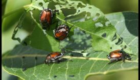 Battles in Bloom: Tackling Troublesome Garden Pests