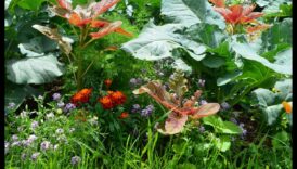 Buddy Blooms: Βελτιώστε τον κήπο σας με το Companion Planting