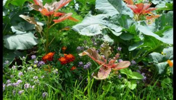 Buddy Blooms: Βελτιώστε τον κήπο σας με το Companion Planting