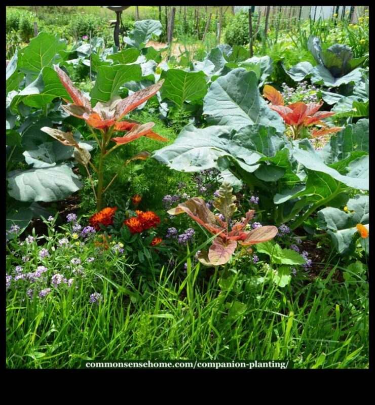 Buddy Blooms: Βελτιώστε τον κήπο σας με το Companion Planting