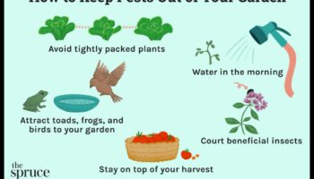 Defend the Dream: Strategies for Garden Pest Management