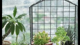 Πράσινο σε μέγεθος τσέπης: Η χαρά της εσωτερικής κηπουρικής