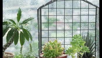 Πράσινο σε μέγεθος τσέπης: Η χαρά της εσωτερικής κηπουρικής